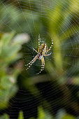 Oak spider (Aculepeira ceropegia) on orb web, Savoie, France