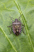 Sloe bug (Dolycoris baccarum) on a leaf, Cotes-d'Armor, France