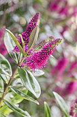 Véronique arbustive (Hebe sp.) en fleur