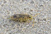 Sea Slater (Ligia oceanica) walking on the wet sand of the foreshore, Cotes-d'Armor, France