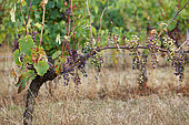 Mildiou de la vigne (Plasmopara viticola), Ici un pied de vigne atteint par le mildiou de la vigne, Vignoble de L'Entre-deux-Mers, Gironde, Nouvelle-Aquitaine, France.