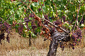 Mildiou de la vigne (Plasmopara viticola), Ici un pied de vigne atteint par le mildiou de la vigne, Vignoble de L'Entre-deux-Mers, Gironde, Nouvelle-Aquitaine, France.