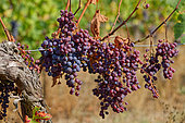 Mildiou de la vigne (Plasmopara viticol). Ici mildiou sur un pied de vigne avec défoliation et dessèchement des fruits, Gironde, Nouvelle-Aquitaine, France.