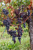 Mildiou de la vigne (Plasmopara viticol). Ici mildiou sur un pied de vigne avec défoliation et dessèchement des fruits, Gironde, Nouvelle-Aquitaine, France.
