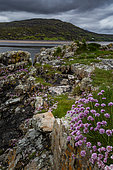 Thrift seapink (Armeria maritima) in bloom on the coast, Landscape of Scotland, Great Britain