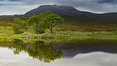 Trees by a loch, Landscape of Scotland, Great Britain