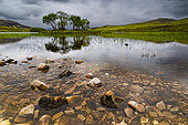 Trees by a loch, Landscape of Scotland, Great Britain
