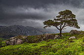 Tree on the moor, Landscape of Scotland, Great Britain