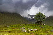 Highland, Landscape of Scotland Great Britain