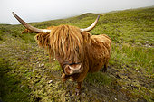 Highland cow, Isle of Skye, Landscape of Scotland, Great Britain