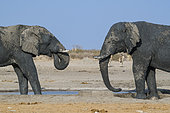 African savanna elephants (Loxodonta africana) at waterhole, Etosha National Park, Namibia