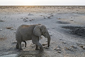 African savanna elephant (Loxodonta africana) male at waterhole, Olifantsrus waterhole, Etosha National Park, Namibia