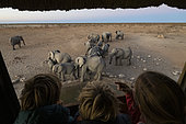 Tourists and African Savanna Elephants (Loxodonta africana) at waterhole, Olifantsrus waterhole, Etosha National Park, Namibia