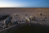 African savanna elephants (Loxodonta africana) at waterhole, Olifantsrus waterhole, Etosha National Park, Namibia