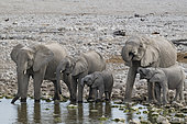 African savanna elephants (Loxodonta africana) family at waterhole, Okaukuejo waterhole, Etosha National Park, Namibia