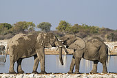 African savanna elephants (Loxodonta africana) at waterhole, near Namutoni, Etosha National Park, Namibia