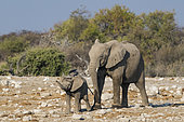 Eléphants de savane d'Afrique (Loxodonta africana) et jeune, vers Namutoni, parc national d'Etosha, Namibie
