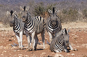 Hartmann's mountain zebra (Equus zebra hartmannae), group, Etosha National Park, Namibia