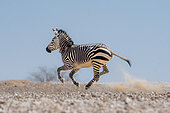 Hartmann's mountain zebra (Equus zebra hartmannae), runing, Gobabeb, Namib-Naukluft National Park, Namibia
