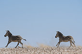Hartmann's mountain zebras (Equus zebra hartmannae), runing, Gobabeb, Namib-Naukluft National Park, Namibia