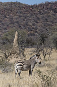 Hartmann's mountain zebra (Equus zebra hartmannae) and termite mound, Okonjima private game reserve, Namibia
