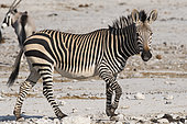 Hartmann's mountain zebra (Equus zebra hartmannae) and Gemsbok (Oryx gazella), Olifantsrus, Etosha National Park, Namibia