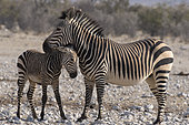 Hartmann's mountain zebra (Equus zebra hartmannae) female and young, Etosha National Park, Namibia