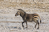 Zèbre de montagne de Hartmann (Equus zebra hartmannae) marchant, Olifantsrus, parc national d'Etosha, namibie