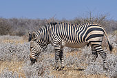 Hartmann's mountain zebra (Equus zebra hartmannae) grazing, Etosha National Park, Namibia
