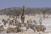 Hartmann's Mountain Zebra (Equus zebra hartmannae) and Southern Giraffe (Giraffa camelopardalis giraffa), Etosha National Park, Namibia