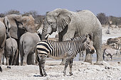 Hartmann's mountain zebra (Equus zebra hartmannae) and African savanna elephant (Loxodonta africana), Etosha National Park, Namibia