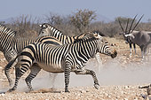 Hartmann's mountain zebra (Equus zebra hartmannae) and Gemsbok (Oryx gazella), Etosha National Park, Namibia