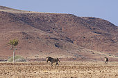 Hartmann's mountain zebras (Equus zebra hartmannae), Palmwag Reserve, Namibia