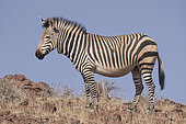 Hartmann's mountain zebra (Equus zebra hartmannae), Palmwag Reserve, Namibia