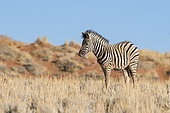 Burchell's plains zebra (Equus quagga burchelli), Namib Rand Family Hideout, Namib Desert Reserve, Namibia
