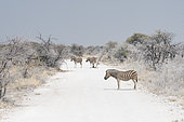 Burchell's plains zebra (Equus quagga burchelli) on a track, Etosha National Park, Napibia