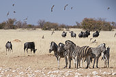 Burchell's plains zebra (Equus quagga burchelli) wildebeest and birds in flight, Etosha National Park
