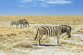 Burchell's plains zebra (Equus quagga burchelli), Etosha National Park, Namibia