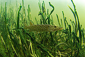 Young pike (Esox lucius) moving in the river Cher, commune of Selles-sur-Cher, Centre-Val de Loire, France