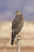 Shikra (Accipiter badius), on a pole, Namibia