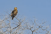 Tawny eagle (Aquila rapax) on a tree, Etosha National Park, Namibia
