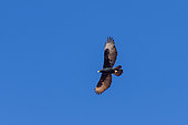 Verreaux's Eagle (Aquila verreauxii) in flight, Namibia