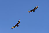 Verreaux's Eagles (Aquila verreauxii) in flight, Namibia