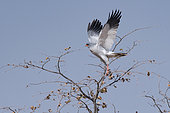Pale chanting goshawk (Melierax canorus) flying from a tree, Etosha National Park, Namibia