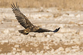 Tawny eagle (Aquila rapax) in flight, Etosha National Park, Namibia