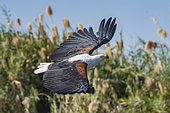 African fish eagle (Haliaeetus vocifer) in flight, Okavango Delta, Botswana