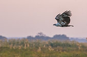 African fish eagle (Haliaeetus vocifer) in flight, Drotsky cabin, Okavango Delta, Botswana