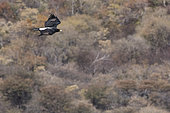 Verreaux's Eagle (Aquila verreauxii) in flight, Waterberg Plateau, Namibia