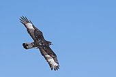 African hawk-eagle (Aquila spilogaster) in flight, Waterberg Plateau, Namibia
