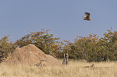 Black-backed jackal (Canis mesomelas) watching a Bateleur (Terathopius ecaudatus) in flight, Etosha National Park, Namibia